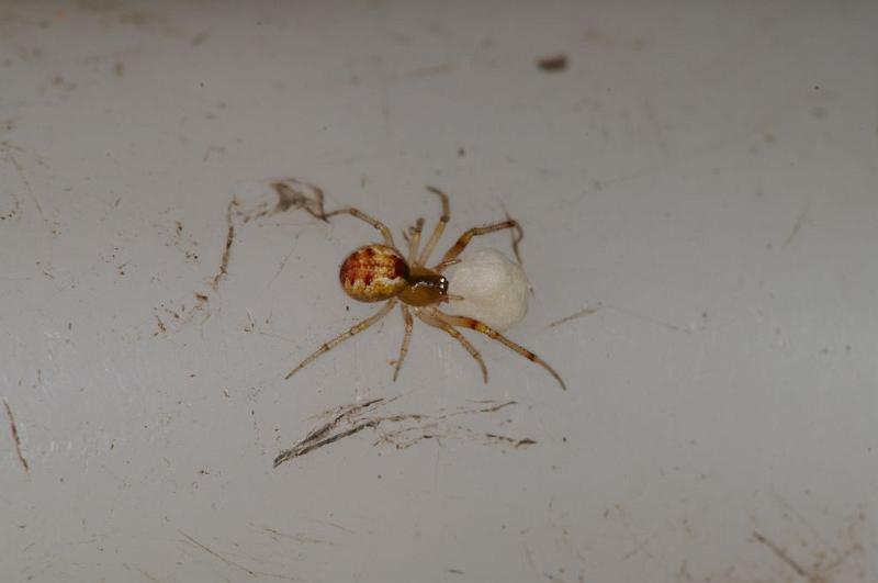 Theridion_ZZ630_D7870_Z_88_North Stradbroke island_Australie.jpg